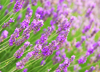 Image showing Lavender background