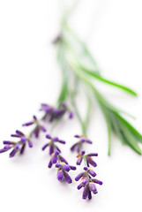 Image showing Lavender