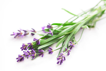 Image showing Lavender