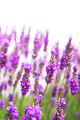 Image showing Lavender background