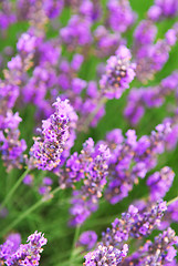 Image showing Lavender