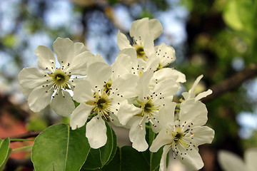 Image showing branch of blossoming pear