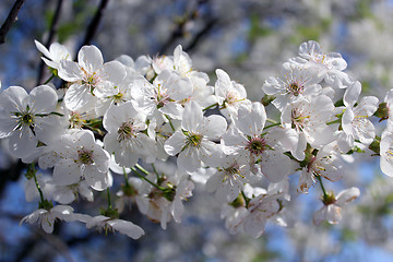 Image showing branch of blossoming cherry