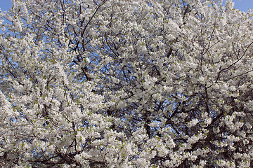 Image showing blossoming tree of cherry