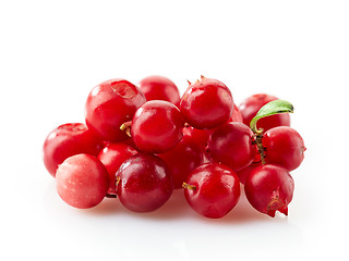 Image showing cowberries macro