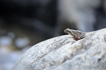 Image showing little frog sitting on a large rock and looks into the distance