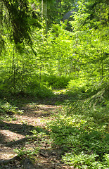 Image showing Green forest