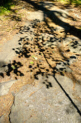 Image showing Shadow of birch