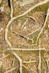 Image showing Roots