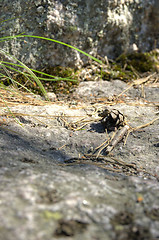 Image showing Pine cone