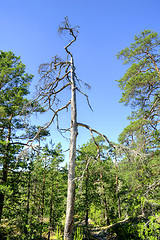 Image showing Deadwood