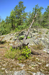 Image showing Pine tree