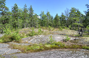 Image showing Forest