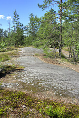 Image showing Forest