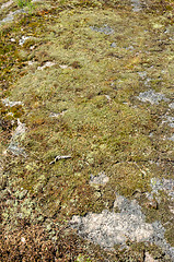 Image showing Moss