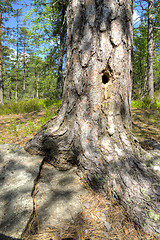 Image showing Hole in the tree