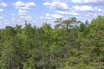 Image showing Forest