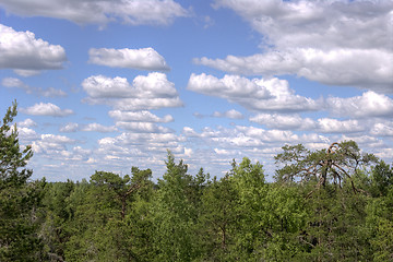 Image showing Forest