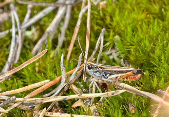 Image showing Grasshopper