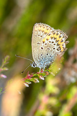 Image showing Butterfly