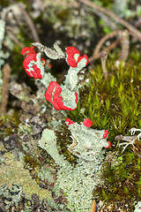 Image showing Lichen