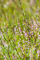 Image showing Heather