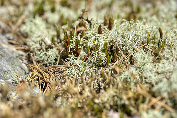 Image showing Lichen