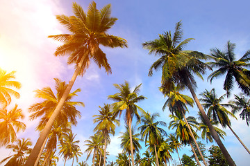 Image showing Palm tree and sunset