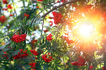 Image showing Rowanberries close up