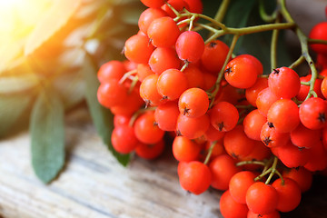 Image showing Rowanberries close up