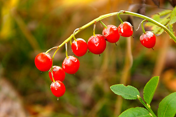 Image showing Lily of the valley