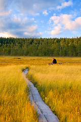 Image showing Swamp