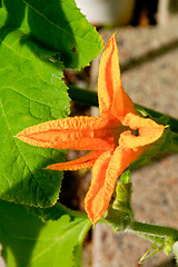 Image showing Pumpkin blossom