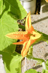 Image showing Pumpkin blossom