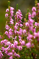 Image showing Heather