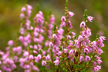 Image showing Heather