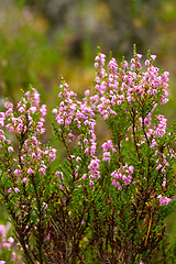 Image showing Heather