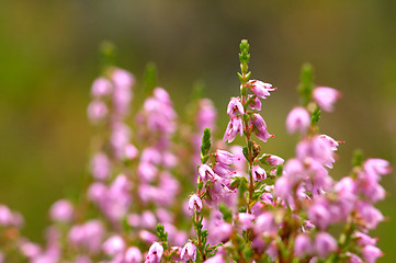 Image showing Heather