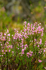 Image showing Heather