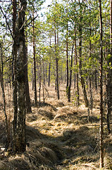 Image showing Wetland