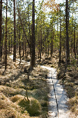 Image showing Wetland