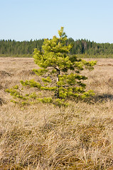 Image showing Fir-tree