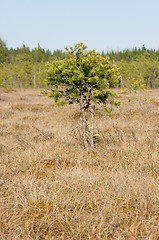 Image showing Swamp