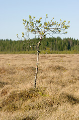 Image showing Wetland