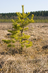 Image showing Fir-tree