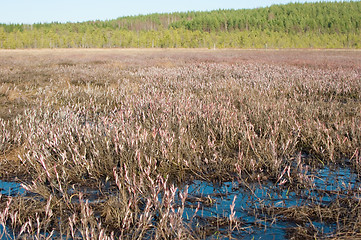 Image showing Wetland