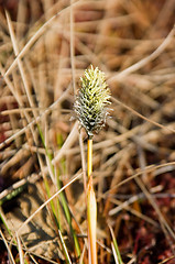 Image showing Swamp plant