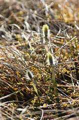 Image showing Swamp