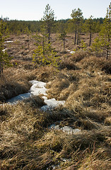 Image showing Swamp