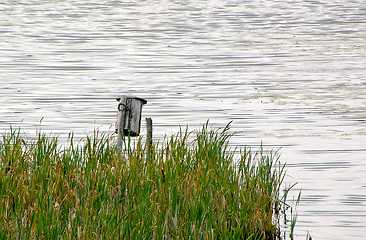 Image showing Wetland